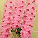 pink3hon23000.jpg