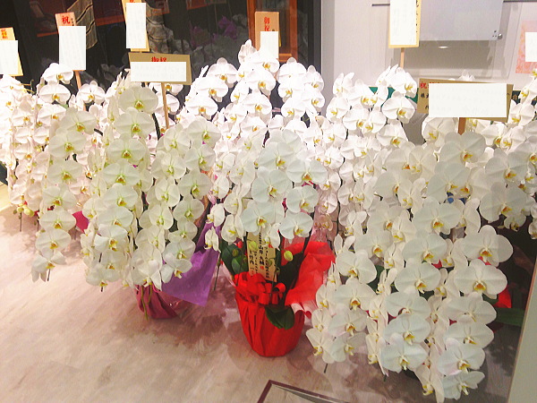 銀座に胡蝶蘭の祝い花
